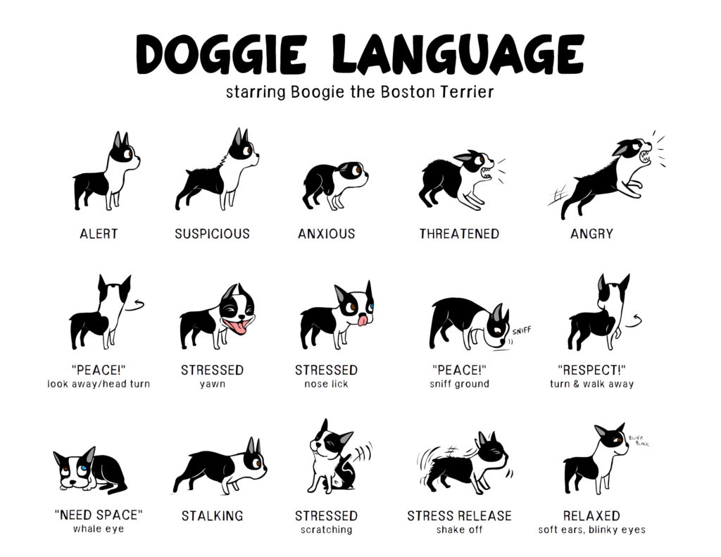 Dog body language graphic 1 by Lili Chin