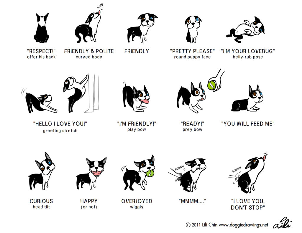 Dog body language graphic 2 by Lili Chin